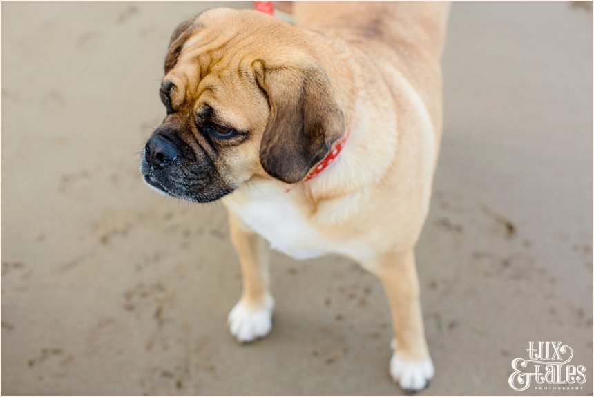 York wedding photographer engagement shoot at filey beach dog puggle