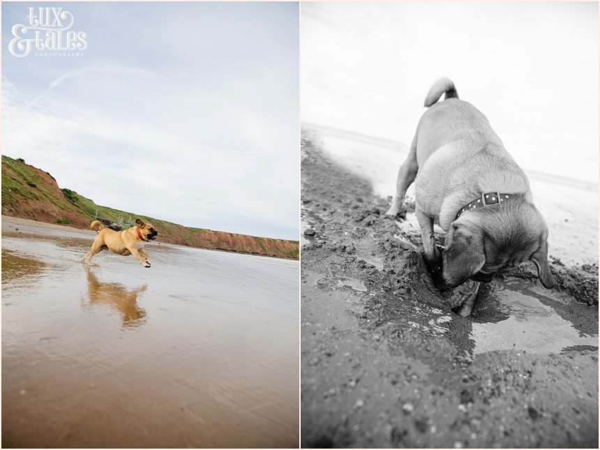 Filey beach with dog puggle