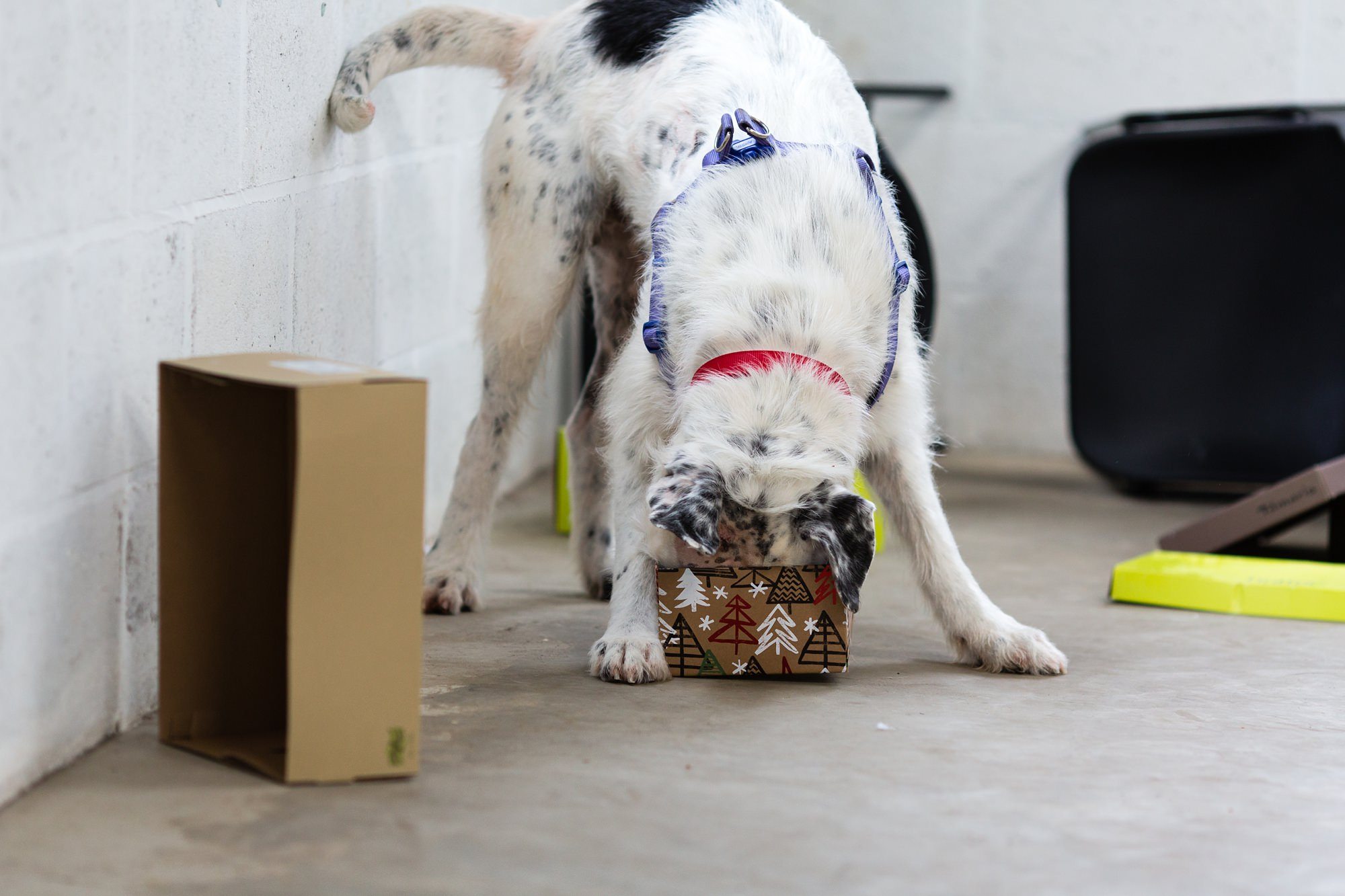 jerry-green-dog-rescue-tux-and-tales-photogography_0842