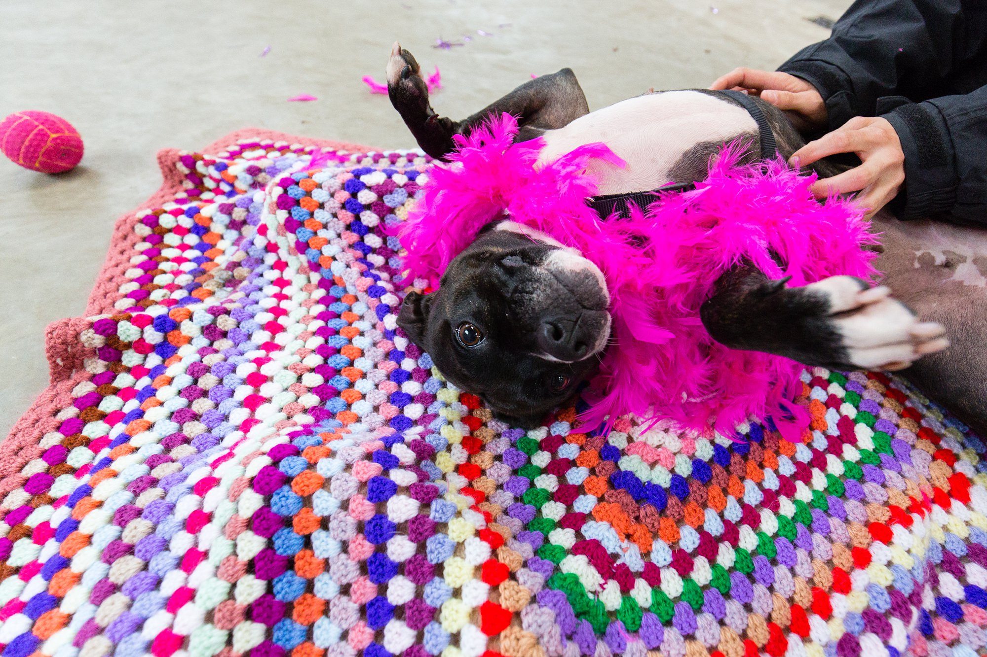 jerry-green-dog-rescue-tux-and-tales-photogography_0850